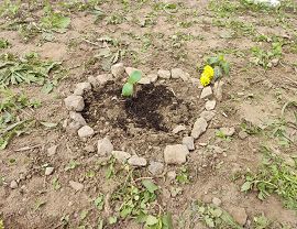 Sadzenie dyń w Krośnie