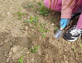 Sadzenie dyń w Krośnie