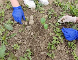 Sadzenie dyń w Krośnie