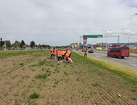 Sadzenie dyń w Krośnie