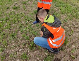 Sadzenie dyń w Krośnie