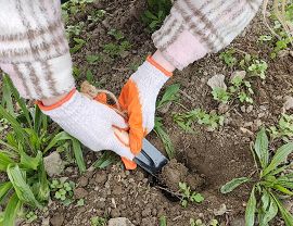 Sadzenie dyń w Krośnie