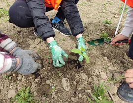 Sadzenie dyń w Krośnie