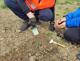 Sadzenie dyń w Krośnie