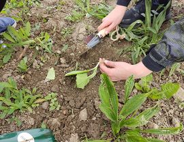 Sadzenie dyń w Krośnie