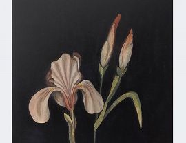 Joanna Dudek, irysy, 2022, olej na desce, 30x30cm