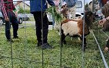 Krosno Wiosną 2024