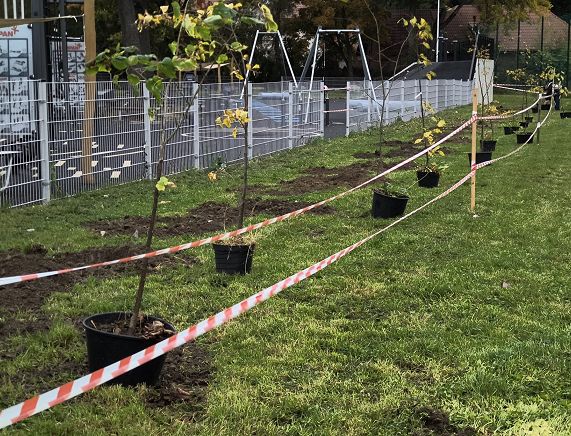 nowe drzewa w Krośnie