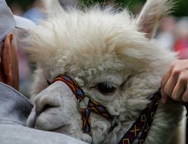 RCKP Kierunek Inicjatywa 2026 na zdjęciu inicjatywa Wiecznie młodzi fot. Michał Maślany.jpg