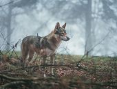 Zezwolenie RDOŚ na płoszenie wilków w Krośnie