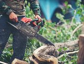 PGE Dystrybucja zapowiada przycinkę drzew w rejonie linii niskiego i średniego napięcia