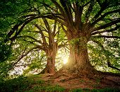 Zagłosuj na polskie drzewo w europejskim konkursie!