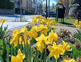 żonkile Grodzka 23.04.2026.jpeg