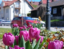 tulipany Grodzka 23.04.2026.jpeg