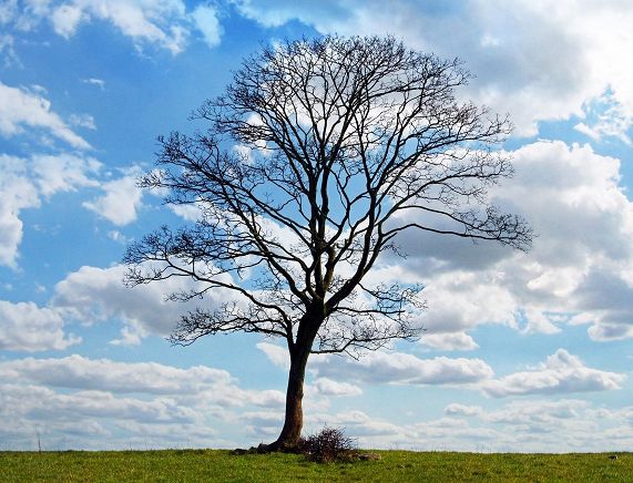 Pixabay. publicdomainpictures-tree